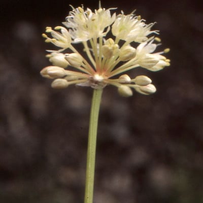 Allium victorialis — flower