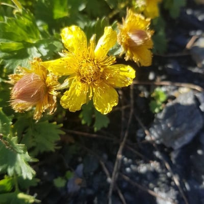 Geum reptans — flower