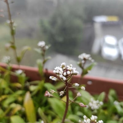 Capsella rubella — flower