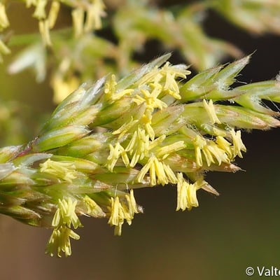 Anthoxanthum aristatum — flower