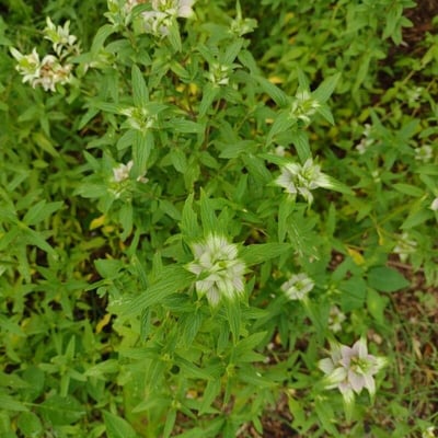 Monarda punctata — flower
