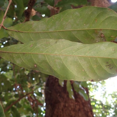 Daniellia oliveri — leaf