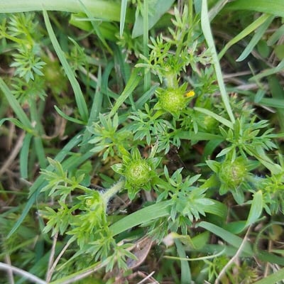 Soliva sessilis — flower
