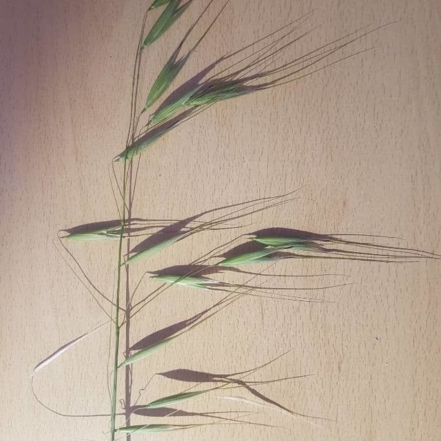 Avena sterilis — flower