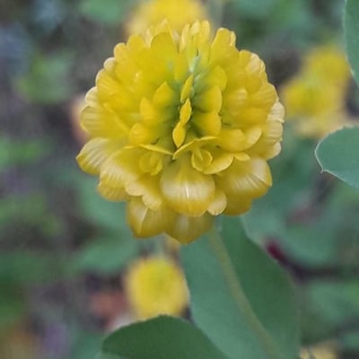 Trifolium aureum — flower