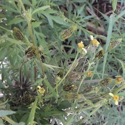 Bidens bipinnata — flower