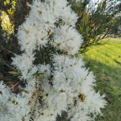 Melaleuca linariifolia — flower