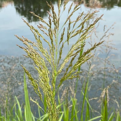 Glyceria maxima — flower