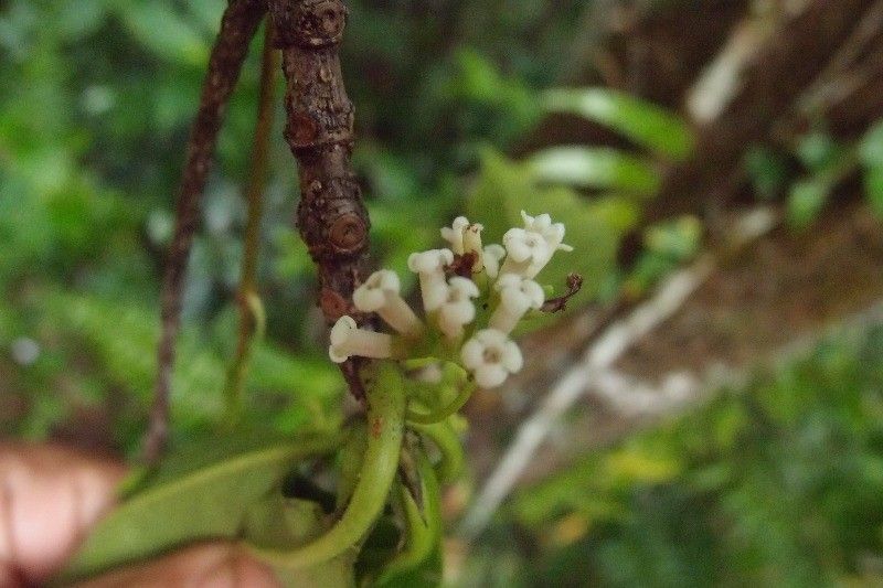 Antirhea borbonica