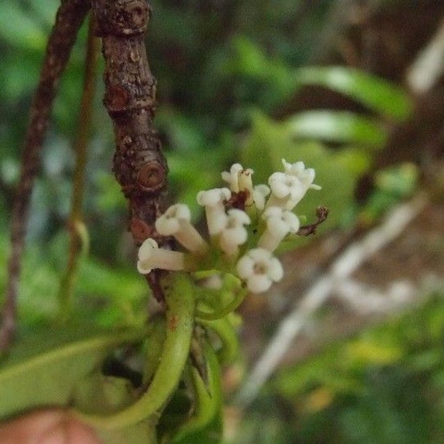 Antirhea borbonica