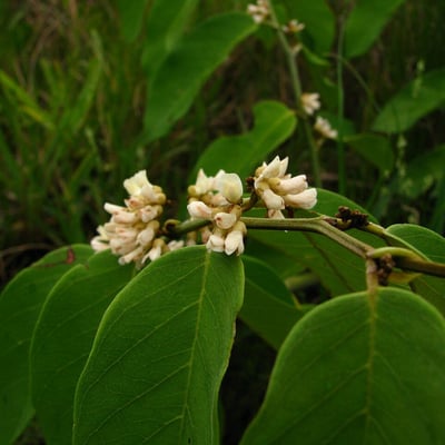 Dalbergia ecastaphyllum — flower