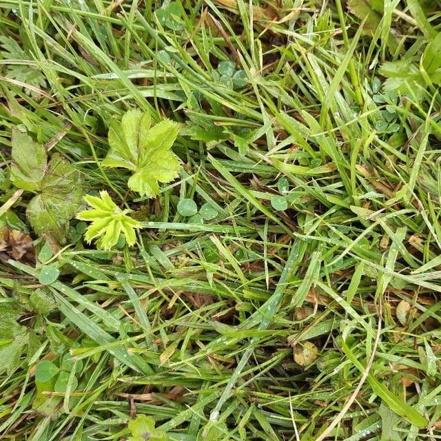 Trifolium suffocatum — leaf