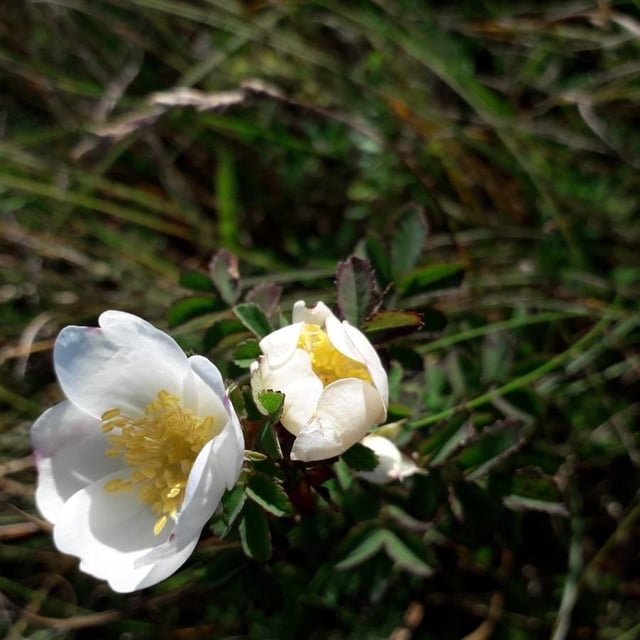 Rosa spinosissima — flower