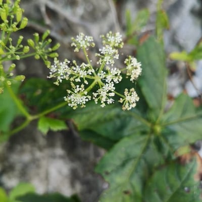 Ligusticum scoticum — flower