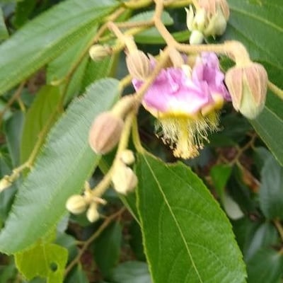 Luehea divaricata — flower