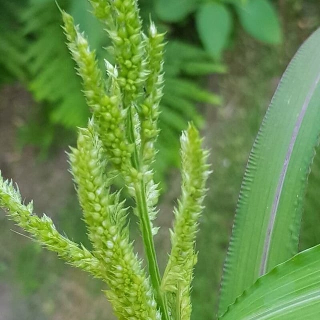 Echinochloa muricata — flower