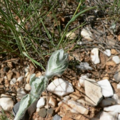 Bombycilaena erecta — flower