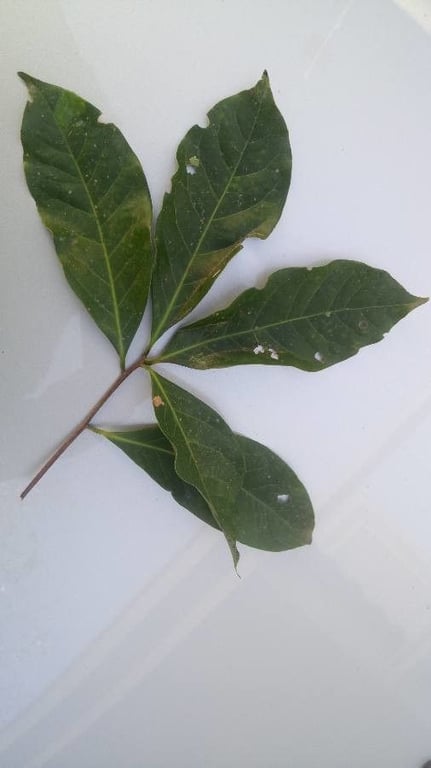 Brazilian-sassafras