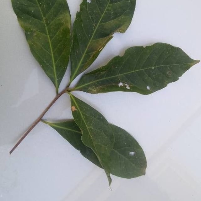 Brazilian-sassafras