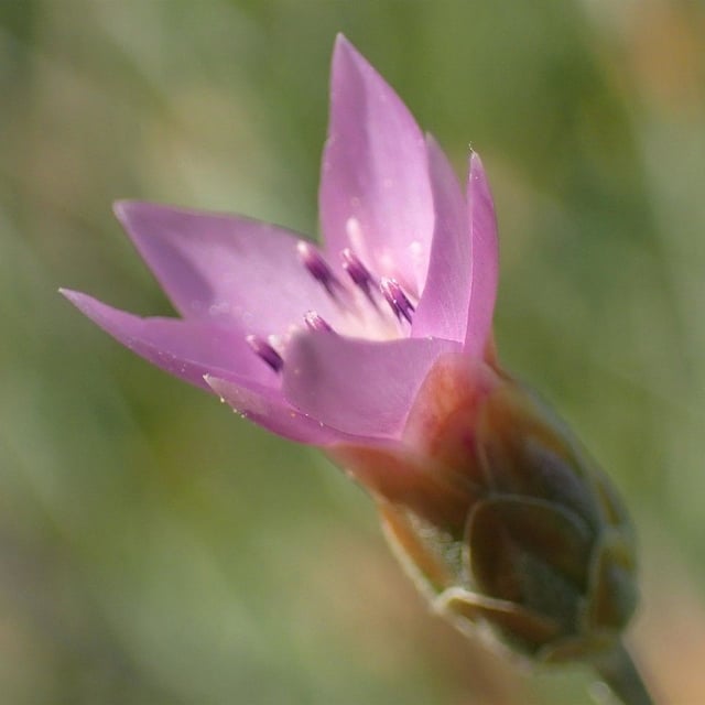 Xeranthemum cylindraceum — flower