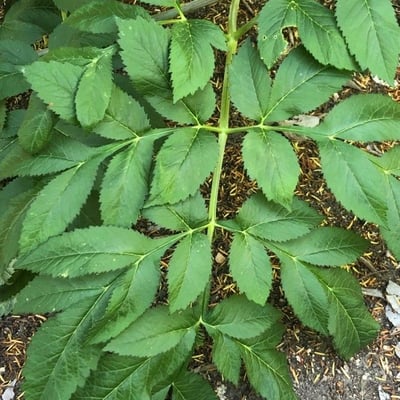 Angelica dahurica — leaf