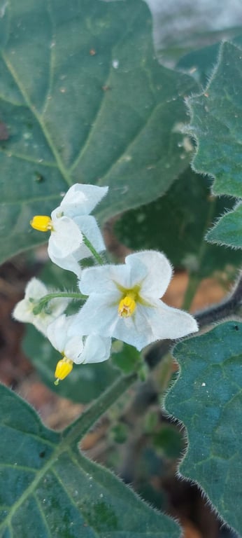Red nightshade