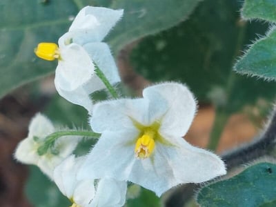 Red nightshade
