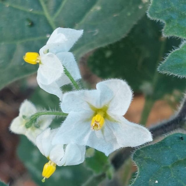 Solanum villosum — flower