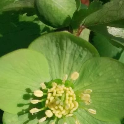 Helleborus viridis — flower