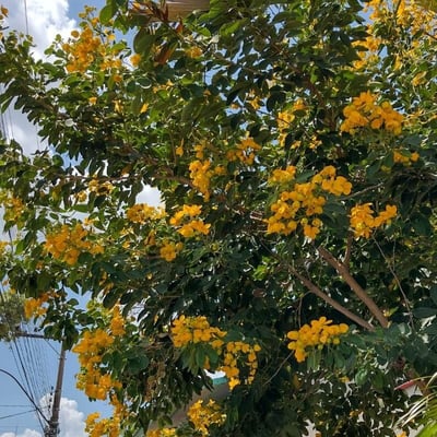 Senna macranthera — flower