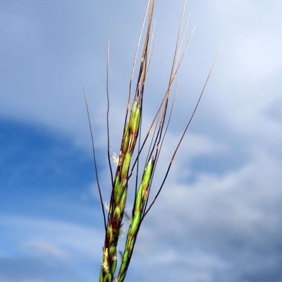 Hyparrhenia rufa — flower