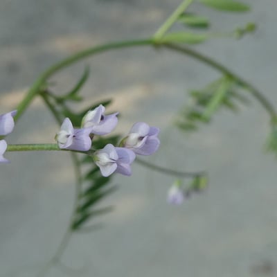Vicia hirsuta — flower