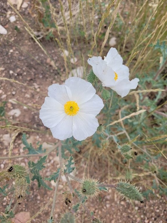 Bluestem pricklypoppy