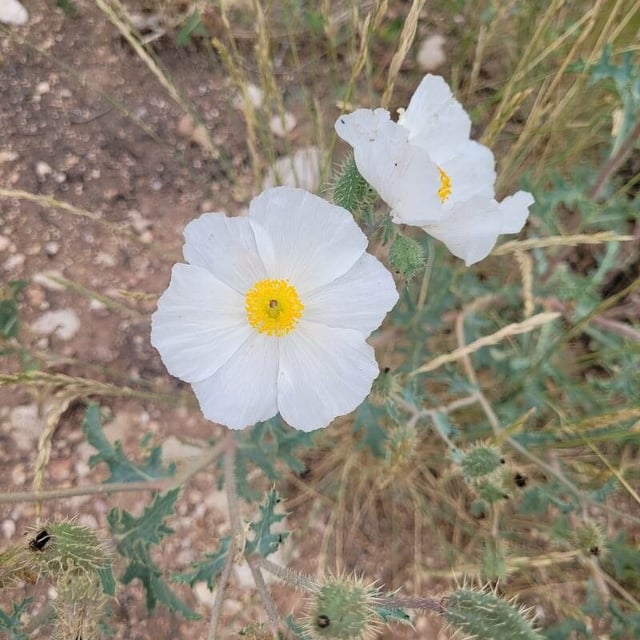 Bluestem pricklypoppy