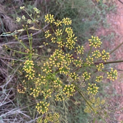 Peucedanum officinale — flower