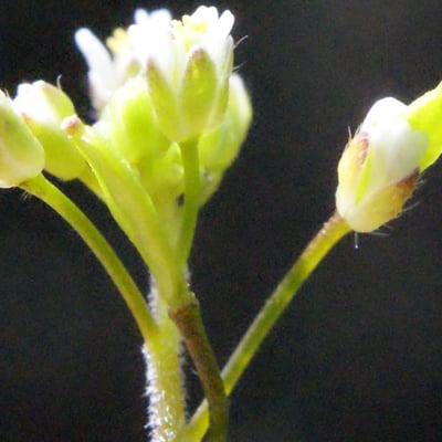 Draba muralis — flower
