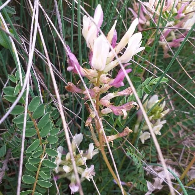 Astragalus monspessulanus — flower