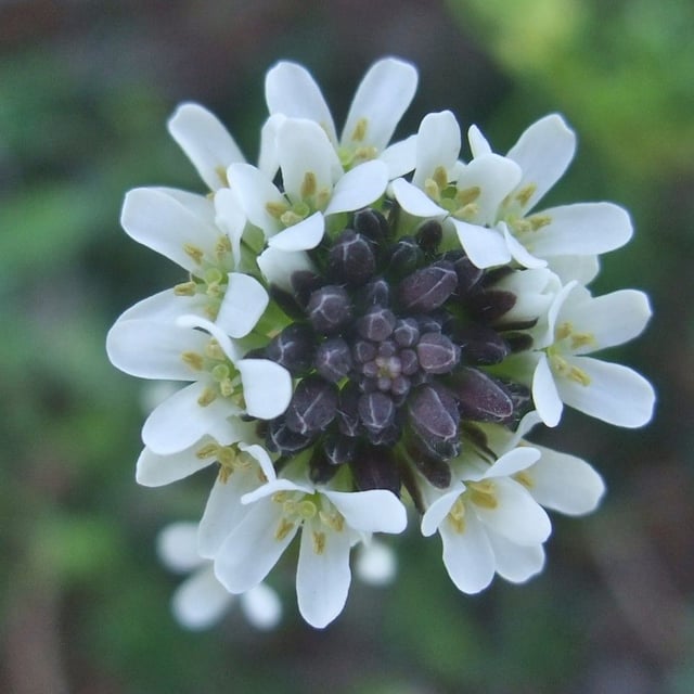Arabis hirsuta — flower