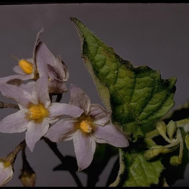 Solanum douglasii — flower