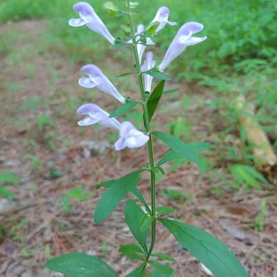 Scutellaria integrifolia — flower