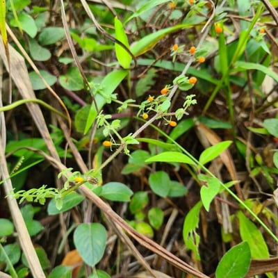 Galium hypocarpium — leaf