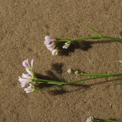 Asperula tinctoria — flower