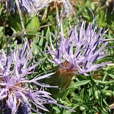 Carthamus mitissimus — flower