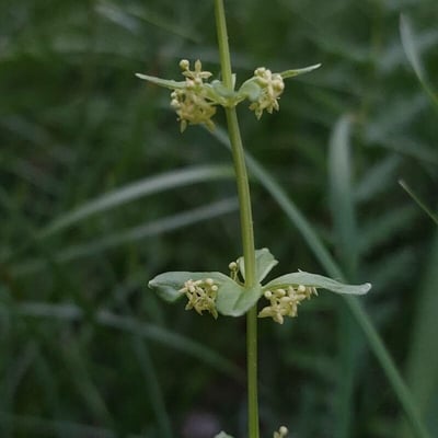 Cruciata glabra — flower