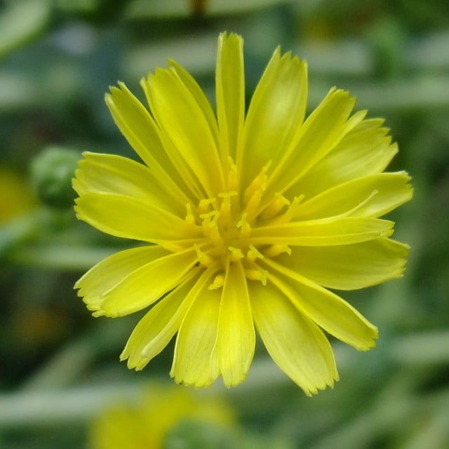Lactuca sativa — flower