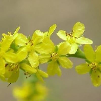 Agrimonia pilosa — flower