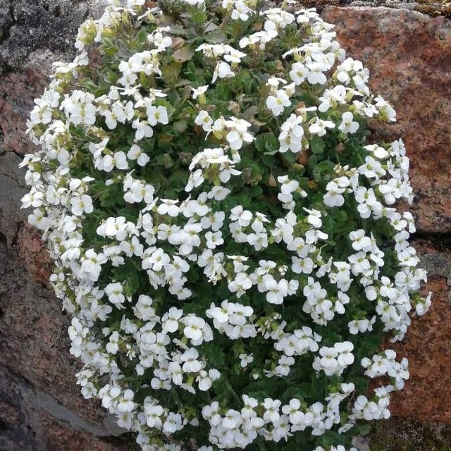 Arabis alpina — flower