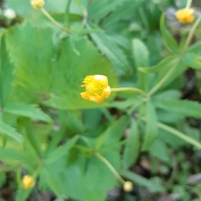 Ranunculus cassubicus — flower