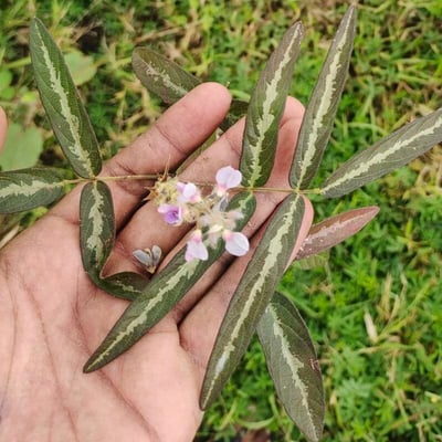 Uraria picta — flower