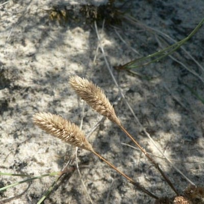 Phleum arenarium — flower